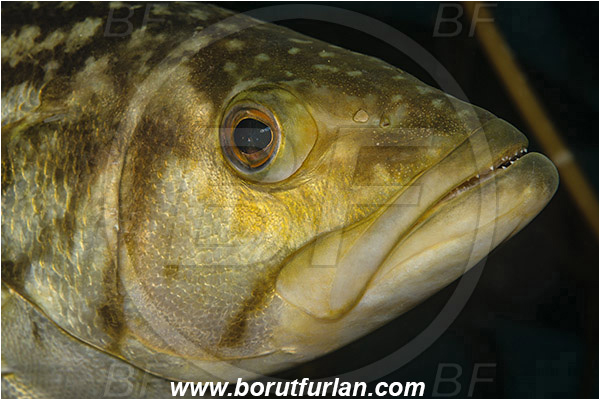 Santa Catalina, California, USA, Pacific ocean, Paralabrax clathratus, Paralabrax, Serranidae, Kelp bass, Fish, Portrait