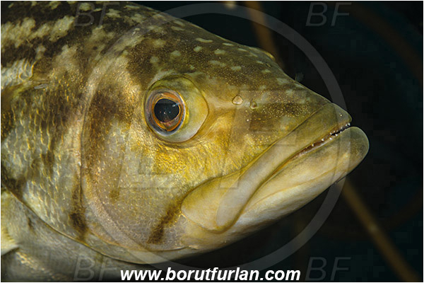 Santa Catalina, California, USA, Pacific ocean, Paralabrax clathratus, Paralabrax, Serranidae, Kelp bass, Fish, Portrait
