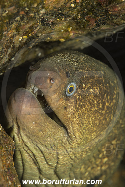 Santa Catalina, California, USA, Pacific ocean, Gymnothorax mordax, Gymnothorax, Muraenidae, California moray, Moray, Fish, Portrait
