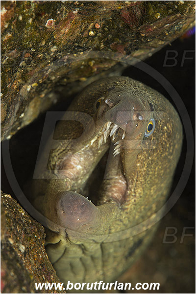 Santa Catalina, California, USA, Pacific ocean, Gymnothorax mordax, Gymnothorax, Muraenidae, California moray, Moray, Fish, Portrait