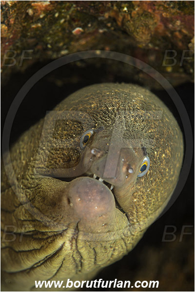 Santa Catalina, California, USA, Pacific ocean, Gymnothorax mordax, Gymnothorax, Muraenidae, California moray, Moray, Fish, Portrait