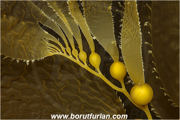 Santa Catalina, California, USA, Pacific ocean, Macrocystis pyrifera, Macrocystis, Laminariaceae, Phaeophyceae, Giant kelp, Kelp, Algae, Abstract