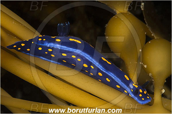 Santa Catalina, California, USA, Pacific ocean, Felimare californiensis, Felimare, Chromodorididae, Gastropoda, Molusca, Molusc, Nudibranch, Sea slug, California blue dorid