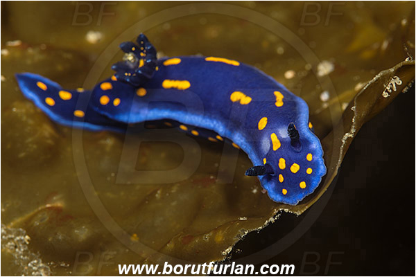 Santa Catalina, California, USA, Pacific ocean, Felimare californiensis, Felimare, Chromodorididae, Gastropoda, Molusca, Molusc, Nudibranch, Sea slug, California blue dorid