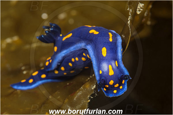 Santa Catalina, California, USA, Pacific ocean, Felimare californiensis, Felimare, Chromodorididae, Gastropoda, Molusca, Molusc, Nudibranch, Sea slug, California blue dorid