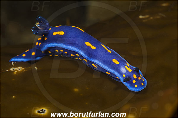 Santa Catalina, California, USA, Pacific ocean, Felimare californiensis, Felimare, Chromodorididae, Gastropoda, Molusca, Molusc, Nudibranch, Sea slug, California blue dorid