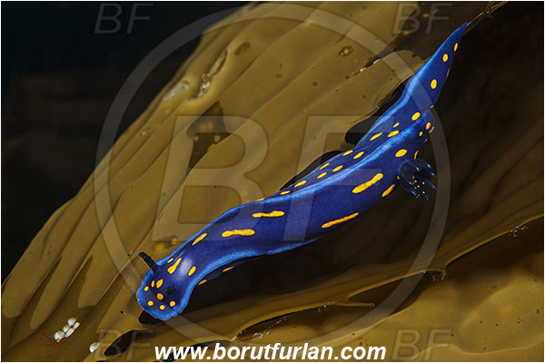 Santa Catalina, California, USA, Pacific ocean, Felimare californiensis, Felimare, Chromodorididae, Gastropoda, Molusca, Molusc, Nudibranch, Sea slug, California blue dorid