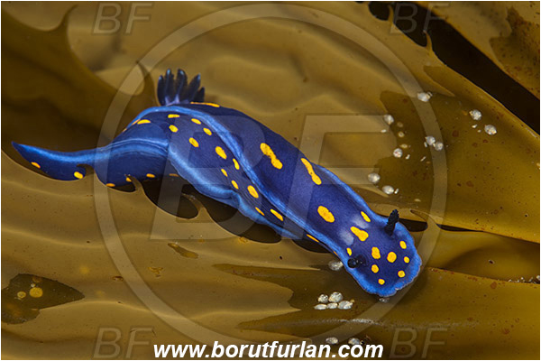 Santa Catalina, California, USA, Pacific ocean, Felimare californiensis, Felimare, Chromodorididae, Gastropoda, Molusca, Molusc, Nudibranch, Sea slug, California blue dorid
