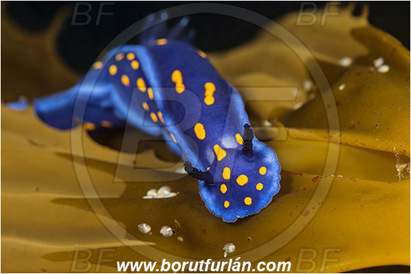 Santa Catalina, California, USA, Pacific ocean, Felimare californiensis, Felimare, Chromodorididae, Gastropoda, Molusca, Molusc, Nudibranch, Sea slug, California blue dorid