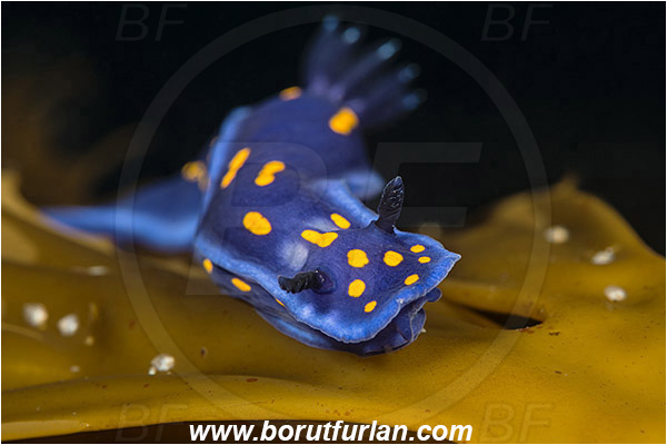 Santa Catalina, California, USA, Pacific ocean, Felimare californiensis, Felimare, Chromodorididae, Gastropoda, Molusca, Molusc, Nudibranch, Sea slug, California blue dorid, Portrait