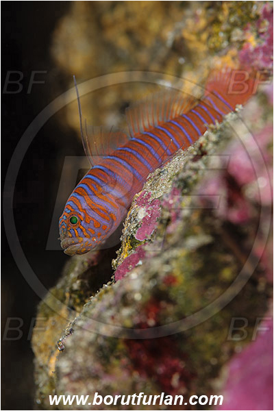 Santa Catalina, California, USA, Pacific ocean, Lythrypnus zebra, Lythrypnus, Gobiidae, Fish, Zebra goby, Goby