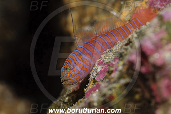 Santa Catalina, California, USA, Pacific ocean, Lythrypnus zebra, Lythrypnus, Gobiidae, Fish, Zebra goby, Goby
