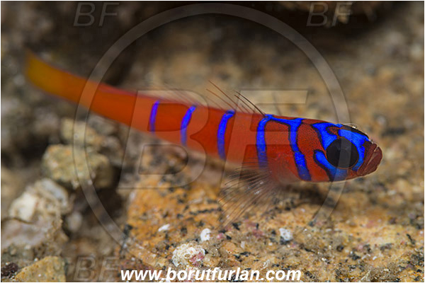 Santa Catalina, California, USA, Pacific ocean, Lythrypnus dalli, Lythrypnus, Gobiidae, Fish, Bluebanded goby, Goby