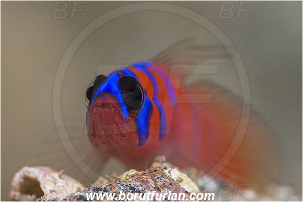 Santa Catalina, California, USA, Pacific ocean, Lythrypnus dalli, Lythrypnus, Gobiidae, Fish, Bluebanded goby, Goby, Portrait