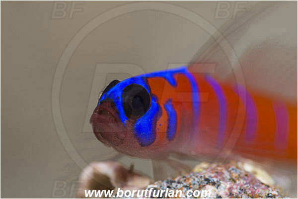 Santa Catalina, California, USA, Pacific ocean, Lythrypnus dalli, Lythrypnus, Gobiidae, Fish, Bluebanded goby, Goby, Portrait