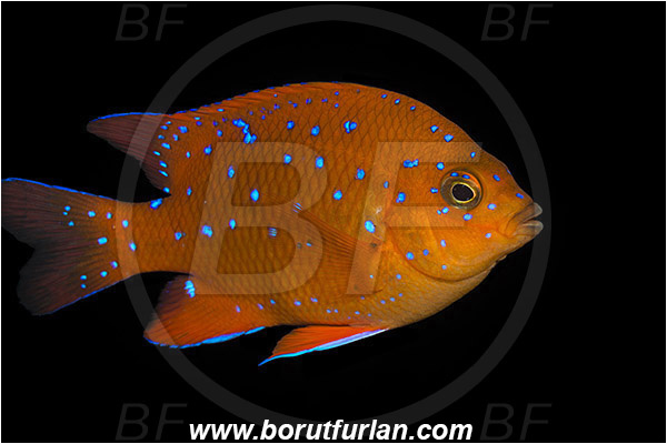 Santa Catalina, California, USA, Pacific ocean, Hypsypops rubicundus, Hypsypops, Pomacentridae, Garibaldi, Fish, Juvenile