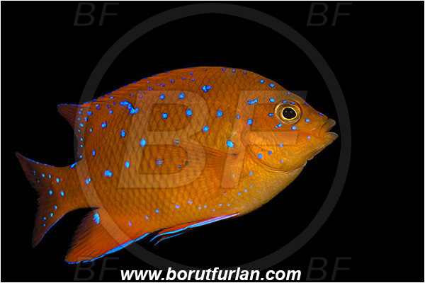 Santa Catalina, California, USA, Pacific ocean, Hypsypops rubicundus, Hypsypops, Pomacentridae, Garibaldi, Fish, Juvenile