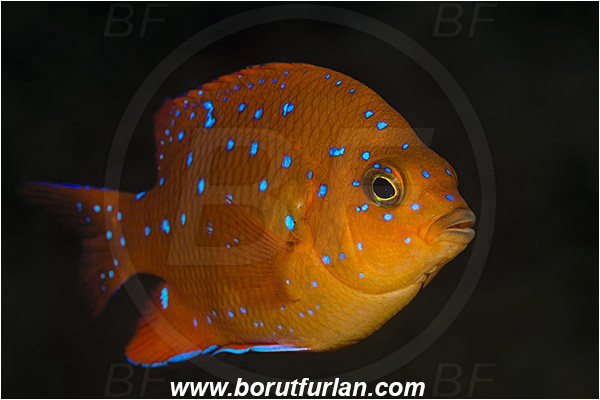 Santa Catalina, California, USA, Pacific ocean, Hypsypops rubicundus, Hypsypops, Pomacentridae, Garibaldi, Fish, Juvenile