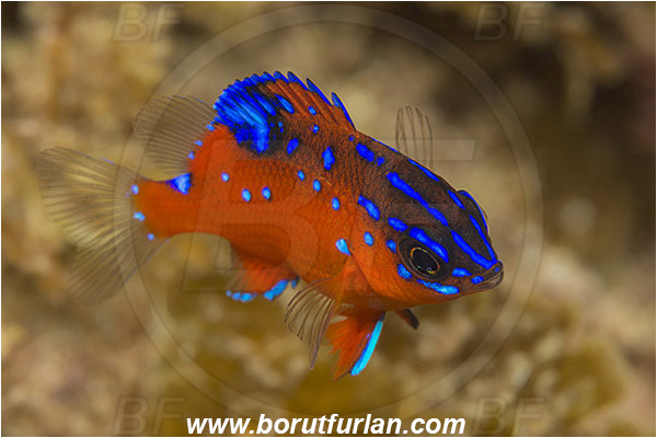 Santa Catalina, California, USA, Pacific ocean, Hypsypops rubicundus, Hypsypops, Pomacentridae, Garibaldi, Fish, Juvenile