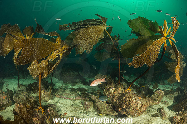 Santa Catalina, California, USA, Pacific ocean, Kelp, Algae, Reef, Unidentified, Kelp forest