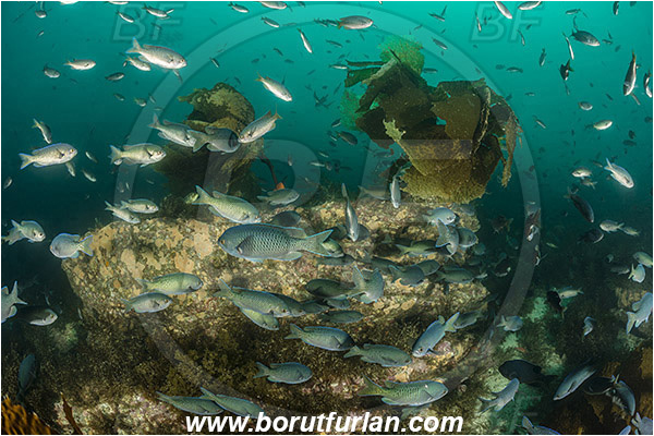 Santa Catalina, California, USA, Pacific ocean, Chromis punctipinnis, Chromis, Pomacentridae, Blacksmith, Fish, Fish school, Reef