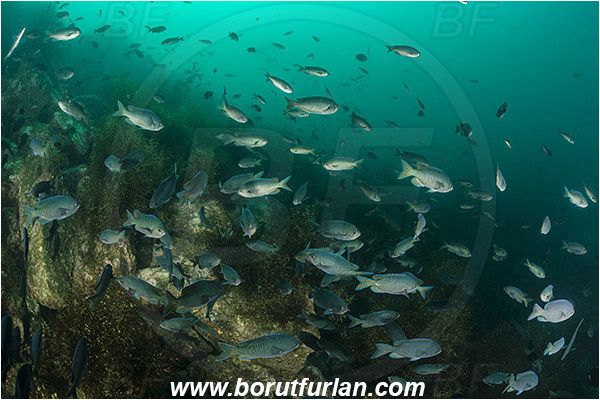 Santa Catalina, California, USA, Pacific ocean, Chromis punctipinnis, Chromis, Pomacentridae, Blacksmith, Fish, Fish school, Reef