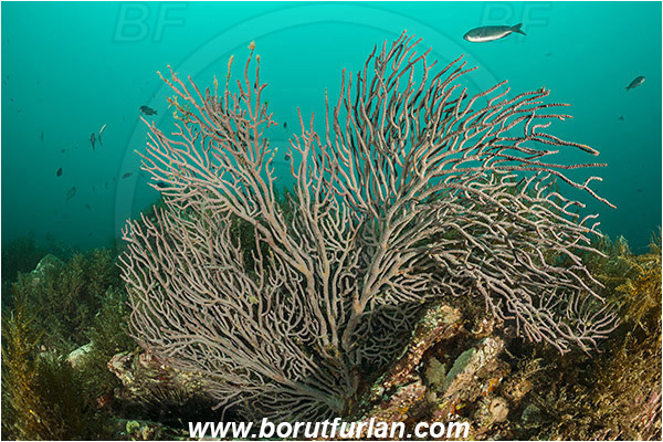 Santa Catalina, California, USA, Pacific ocean, Muricea californica, Muricea, Plexauridae, Anthozoa, Cnidaria, Cnidarian, California golden gorgonian, Gorgonian, Sea fan, Reef