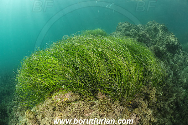 Santa Catalina, California, USA, Pacific ocean, Phyllospadix sp., Phyllospadix, Cymodoceaceae, Magnoliopsida, Surfgrass, Seagrass, Algae, Reef