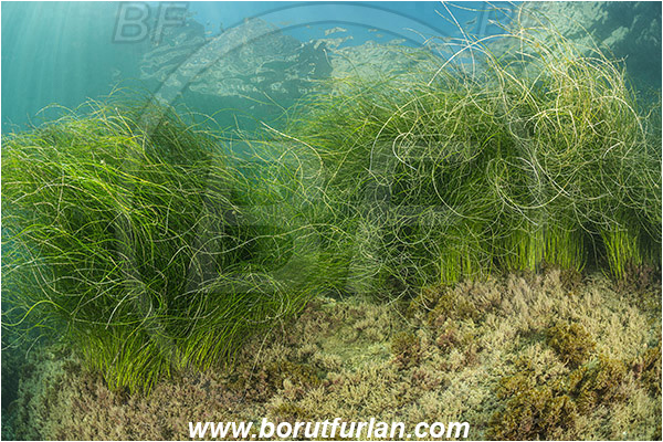 Santa Catalina, California, USA, Pacific ocean, Phyllospadix sp., Phyllospadix, Cymodoceaceae, Magnoliopsida, Surfgrass, Seagrass, Algae, Reef