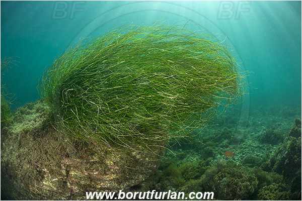 Santa Catalina, California, USA, Pacific ocean, Phyllospadix sp., Phyllospadix, Cymodoceaceae, Magnoliopsida, Surfgrass, Seagrass, Algae, Reef