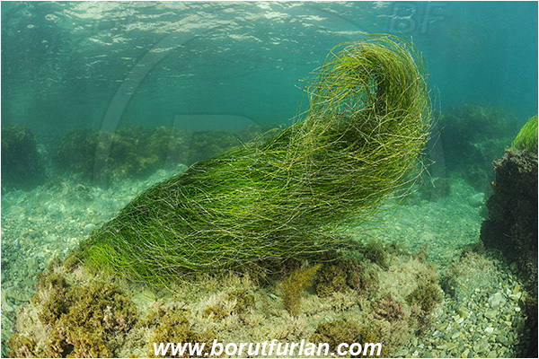 Santa Catalina, California, USA, Pacific ocean, Phyllospadix sp., Phyllospadix, Cymodoceaceae, Magnoliopsida, Surfgrass, Seagrass, Algae, Reef