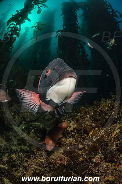Santa Catalina, California, USA, Pacific ocean, Macrocystis pyrifera, Macrocystis, Laminariaceae, Phaeophyceae, Giant kelp, Kelp, Algae, Reef, Semicossyphus pulcher, Semicossyphus, Labridae, Fish, California sheephead, Male, Portrait, Wrasse, Kelp forest
