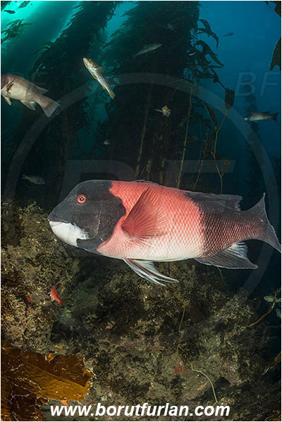 Santa Catalina, California, USA, Pacific ocean, Macrocystis pyrifera, Macrocystis, Laminariaceae, Phaeophyceae, Giant kelp, Kelp, Algae, Reef, Semicossyphus pulcher, Semicossyphus, Labridae, Fish, California sheephead, Male, Wrasse, Kelp forest
