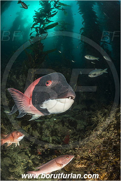 Santa Catalina, California, USA, Pacific ocean, Macrocystis pyrifera, Macrocystis, Laminariaceae, Phaeophyceae, Giant kelp, Kelp, Algae, Reef, Semicossyphus pulcher, Semicossyphus, Labridae, Fish, California sheephead, Male, Portrait, Wrasse, Kelp forest
