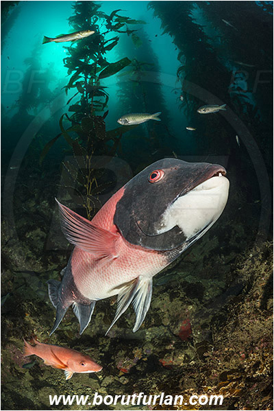 Santa Catalina, California, USA, Pacific ocean, Macrocystis pyrifera, Macrocystis, Laminariaceae, Phaeophyceae, Giant kelp, Kelp, Algae, Reef, Semicossyphus pulcher, Semicossyphus, Labridae, Fish, California sheephead, Male, Wrasse, Kelp forest