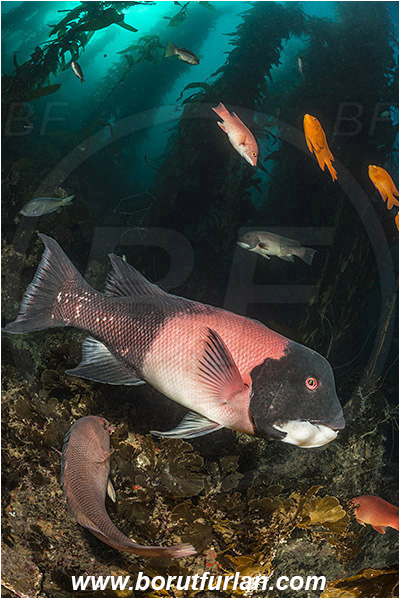 Santa Catalina, California, USA, Pacific ocean, Macrocystis pyrifera, Macrocystis, Laminariaceae, Phaeophyceae, Giant kelp, Kelp, Algae, Reef, Semicossyphus pulcher, Semicossyphus, Labridae, Fish, California sheephead, Male, Wrasse, Kelp forest