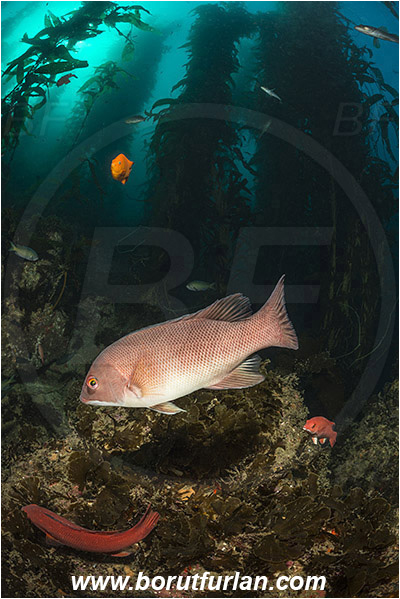Santa Catalina, California, USA, Pacific ocean, Macrocystis pyrifera, Macrocystis, Laminariaceae, Phaeophyceae, Giant kelp, Kelp, Algae, Reef, Semicossyphus pulcher, Semicossyphus, Labridae, Fish, California sheephead, Female, Wrasse, Kelp forest