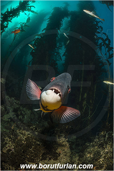 Santa Catalina, California, USA, Pacific ocean, Macrocystis pyrifera, Macrocystis, Laminariaceae, Phaeophyceae, Giant kelp, Kelp, Algae, Reef, Semicossyphus pulcher, Semicossyphus, Labridae, Fish, California sheephead, Male, Portrait, Wrasse, Kelp forest