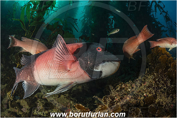 Santa Catalina, California, USA, Pacific ocean, Macrocystis pyrifera, Macrocystis, Laminariaceae, Phaeophyceae, Giant kelp, Kelp, Algae, Reef, Semicossyphus pulcher, Semicossyphus, Labridae, Fish, California sheephead, Male, Wrasse, Kelp forest