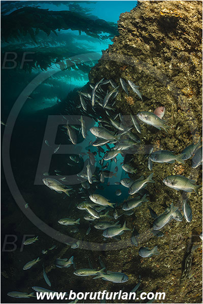 Santa Catalina, California, USA, Pacific ocean, Chromis punctipinnis, Chromis, Pomacentridae, Blacksmith, Fish, Fish school, Reef, Kelp forest