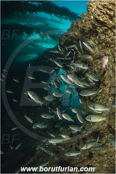 Santa Catalina, California, USA, Pacific ocean, Chromis punctipinnis, Chromis, Pomacentridae, Blacksmith, Fish, Fish school, Reef, Kelp forest