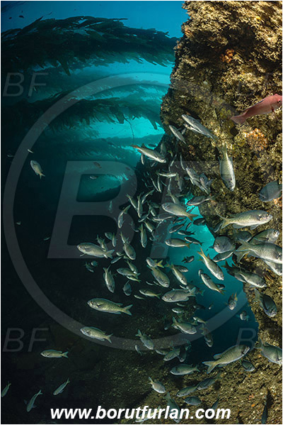 Santa Catalina, California, USA, Pacific ocean, Chromis punctipinnis, Chromis, Pomacentridae, Blacksmith, Fish, Fish school, Reef, Kelp forest