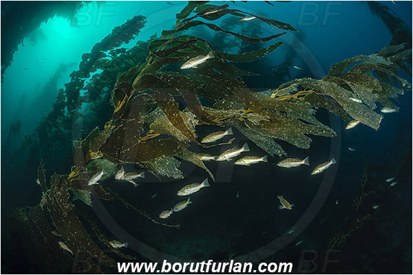 Santa Catalina, California, USA, Pacific ocean, Macrocystis pyrifera, Macrocystis, Laminariaceae, Phaeophyceae, Giant kelp, Kelp, Algae, Reef, Paralabrax clathratus, Paralabrax, Serranidae, Kelp bass, Fish, Fish school, Kelp forest