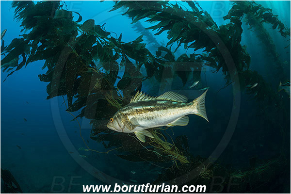 Santa Catalina, California, USA, Pacific ocean, Macrocystis pyrifera, Macrocystis, Laminariaceae, Phaeophyceae, Giant kelp, Kelp, Algae, Reef, Paralabrax clathratus, Paralabrax, Serranidae, Kelp bass, Fish, Kelp forest