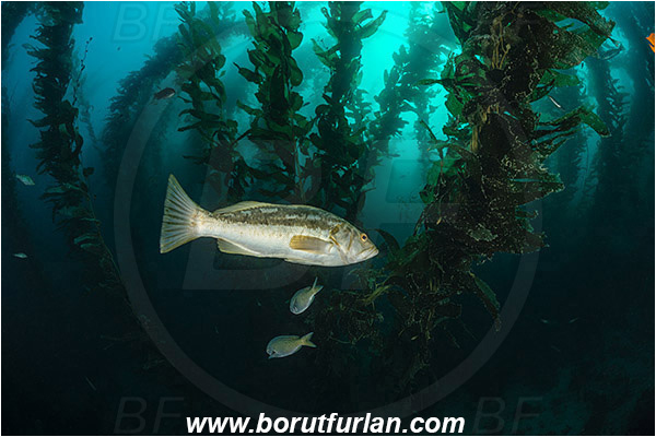 Santa Catalina, California, USA, Pacific ocean, Macrocystis pyrifera, Macrocystis, Laminariaceae, Phaeophyceae, Giant kelp, Kelp, Algae, Reef, Paralabrax clathratus, Paralabrax, Serranidae, Kelp bass, Fish, Kelp forest
