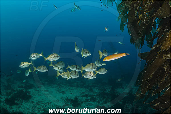 Santa Catalina, California, USA, Pacific ocean, Anisotremus davidsonii, Anisotremus, Haemulidae, Sargo, Fish, Fish school, Reef, Algae