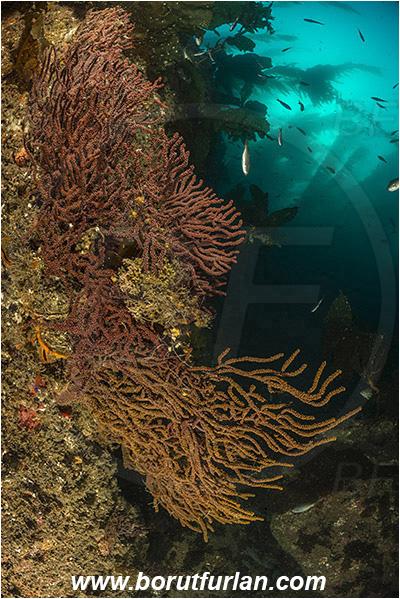 Santa Catalina, California, USA, Pacific ocean, Muricea californica, Muricea, Plexauridae, Anthozoa, Cnidaria, Cnidarian, California golden gorgonian, Gorgonian, Sea fan, Reef