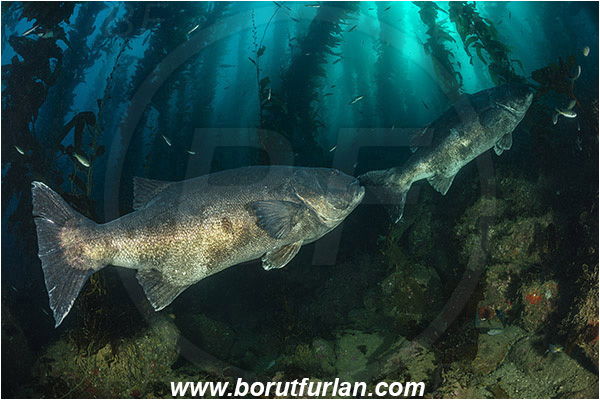 Santa Catalina, California, USA, Pacific ocean, Stereolepis gigas, Stereolepis, Polyprionidae, Giant sea bass, Sea bass, Fish, Reef, Macrocystis pyrifera, Macrocystis, Laminariaceae, Phaeophyceae, Giant kelp, Kelp, Algae, Kelp forest