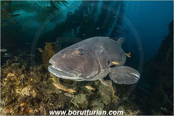 Santa Catalina, California, USA, Pacific ocean, Stereolepis gigas, Stereolepis, Polyprionidae, Giant sea bass, Sea bass, Fish, Reef, Macrocystis pyrifera, Macrocystis, Laminariaceae, Phaeophyceae, Giant kelp, Kelp, Algae, Portrait, Kelp forest