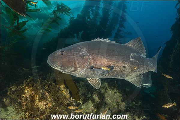 Santa Catalina, California, USA, Pacific ocean, Stereolepis gigas, Stereolepis, Polyprionidae, Giant sea bass, Sea bass, Fish, Reef, Macrocystis pyrifera, Macrocystis, Laminariaceae, Phaeophyceae, Giant kelp, Kelp, Algae, Kelp forest